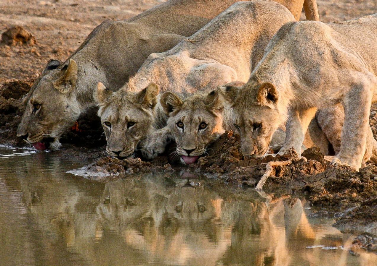 Pilanesberg Private Lodge Buitenkant foto
