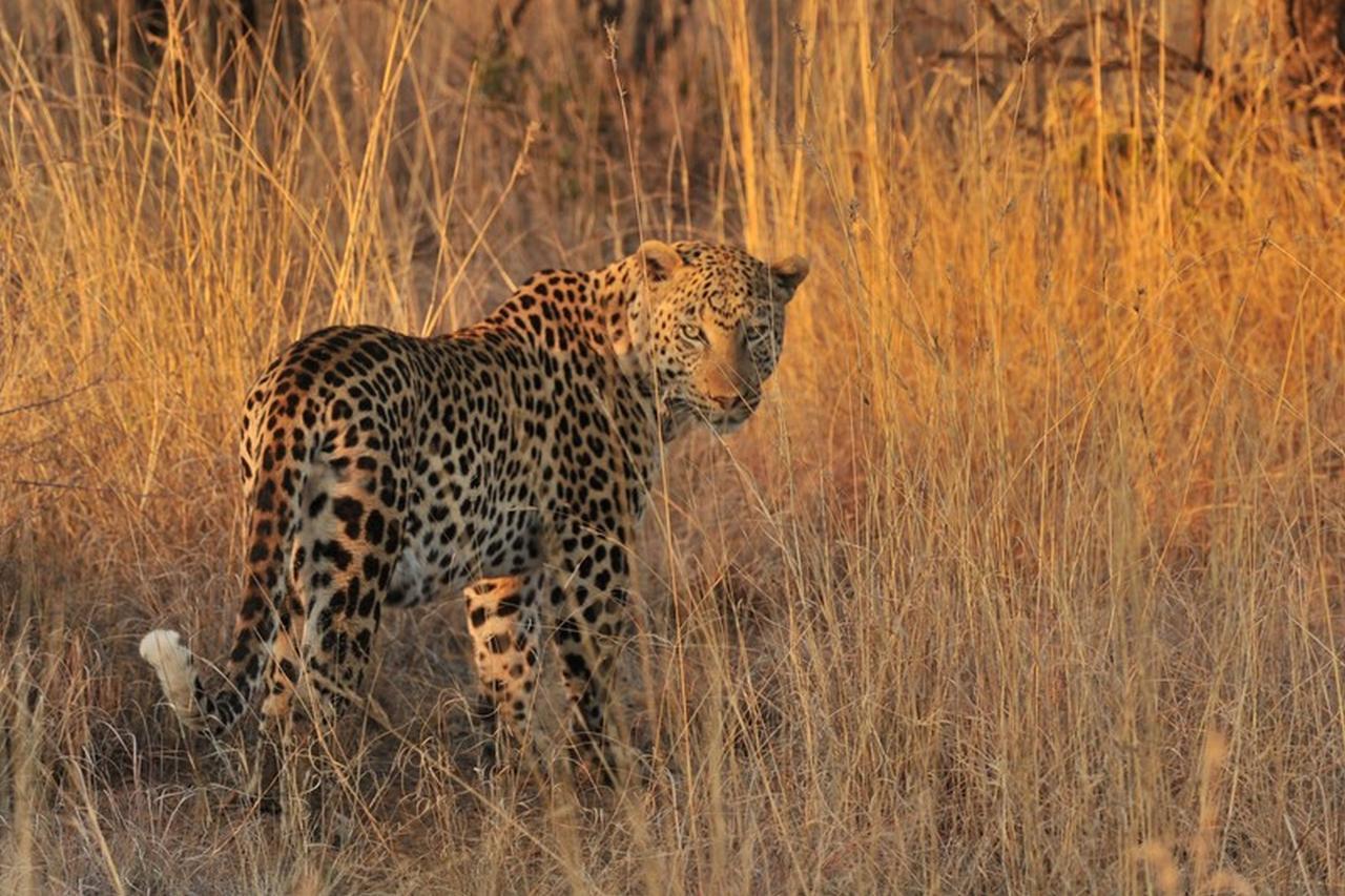Pilanesberg Private Lodge Buitenkant foto